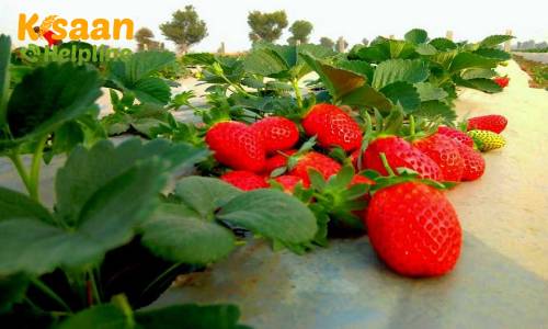 स्ट्रॉबेरी की व्यावसायिक खेती, जानिए स्ट्रॉबेरी की उन्नत खेती करने का तरीका और व्यावसायिक लाभ के बारे में